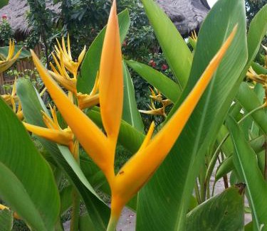 Krong Kaeb Hotel | Bird of Paradise Bungalows
