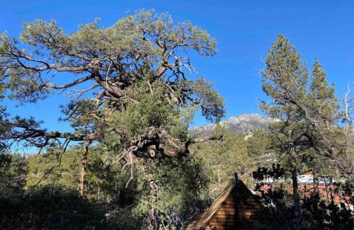 Pine Cove House | Blissfully Wild -with Hot Tub and pets are welcome