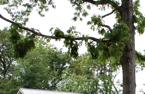 Stanley Cabin | Blue Birch Cottage: BRAND NEW Couple's Cabin!