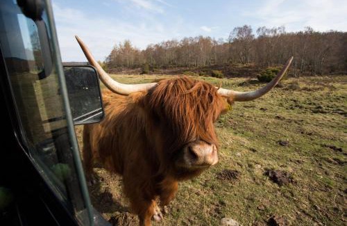 Contin House | Bluebell Lodge - Sleeps 4 Hot Tub Loch & Woodland