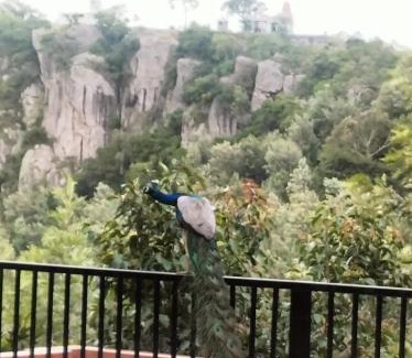 Yercaud House | Bluevalley Estate - Three Bedroom Villa