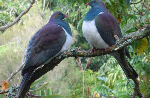 Akaroa Bed & Breakfast | Blythcliffe