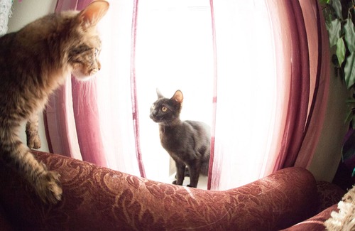 Winchester Condo | Boho Haus w/Cats & Pool | 420 Friendly | Near Strip & Convention Center