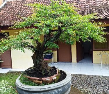Banyuwangi House | Bonsai Guesthouse Banyuwangi