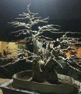 Banyuwangi House | Bonsai Guesthouse Banyuwangi