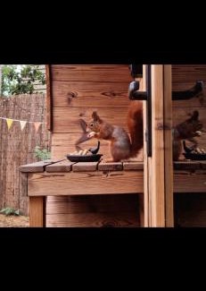 Rekem House | Boshuisje Pinus Sonnevijver Residences