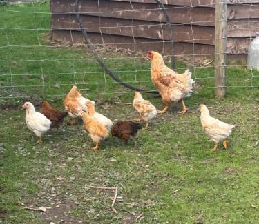 Kington Villa | Bridie -rose with wood tub country retreat