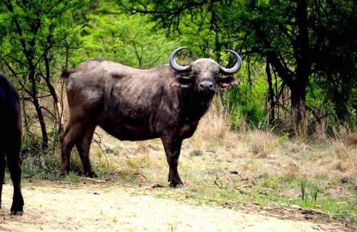 Tierpoort House | Buffalo House @Bankenkloof Private Game Reserve