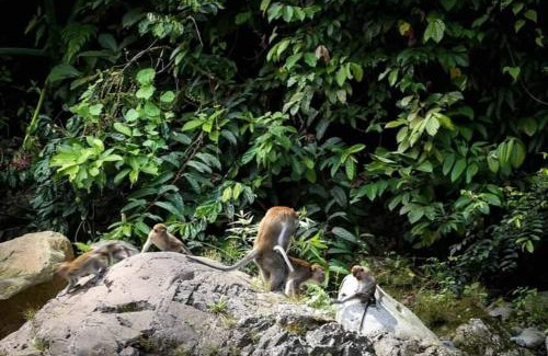 Bohorok Cabin | Bukit lawang free transpot free room