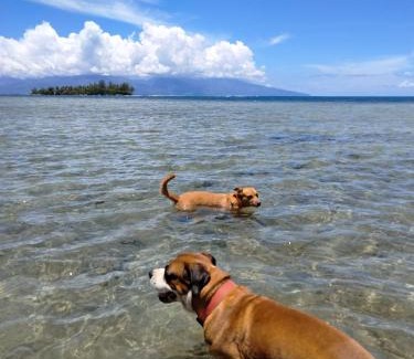 French Polynesia House | Bungalow les pieds ds l eau, La Maison Bleue