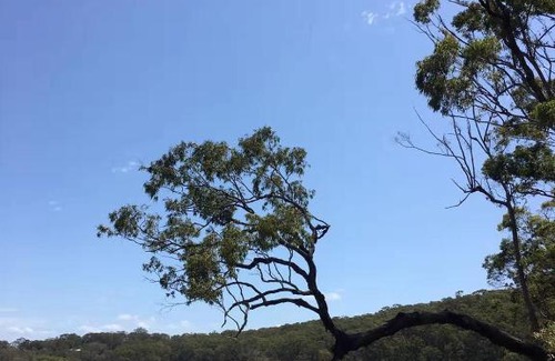 Burleigh Heads House | Burleigh Tree House