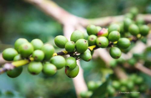 Chikkamagaluru House | Butter Clouds HomeStay