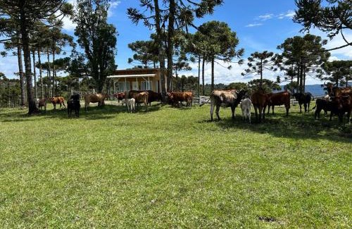 Urubici Ski Chalet | Cabana Fazenda Borba