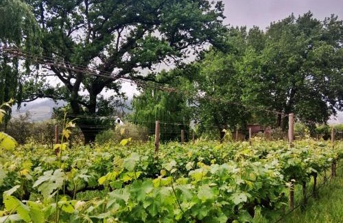 Franschhoek Apartment | Cabernet Cottage Be Still and Know