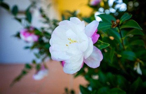 Cessnock House | Camellia Cottage