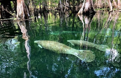 Branford House | Camp Manatee – Santa Fe River Getaway with Dock