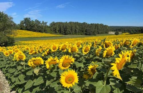 Valeuil Other | Camping du Bas Meygnaud