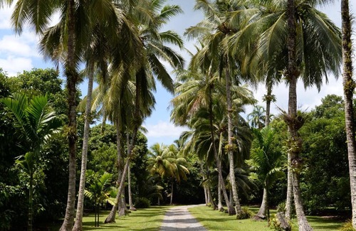 Cape Tribulation Bed & Breakfast | Cape Trib Farm