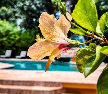Sittee River Village Bed & Breakfast | Caribbean Shores Belize