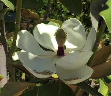 Alhaurin el Grande Bed & Breakfast | Casa Baliza, adults only