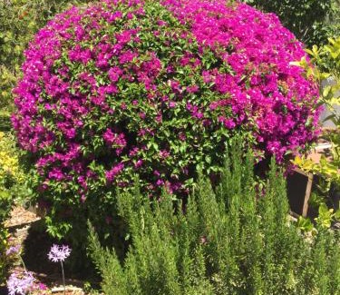 Alhaurin el Grande Bed & Breakfast | Casa Baliza, adults only