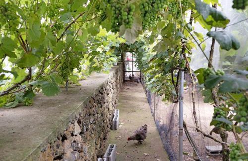 Porto Judeu House | Casa das Rosas