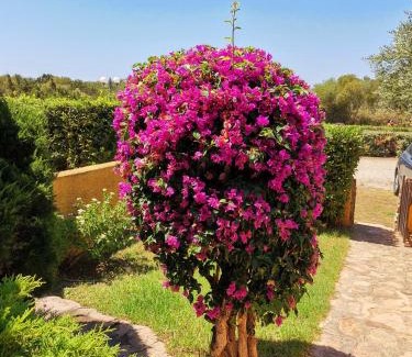 Porto Pollo Apartment | Casa di Giò - Bilocale con giardino