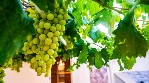 Gioia del Colle Bed & Breakfast | Casa Minerva - Suite e Relax