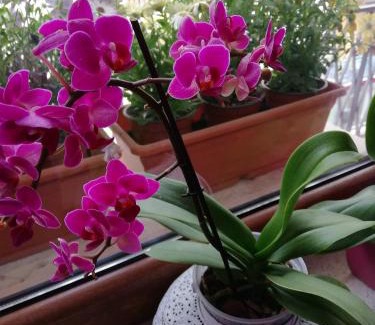 Lecce Bed & Breakfast | Casa Namasté