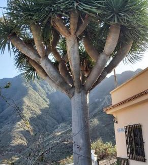 Taganana House | Casa Noni