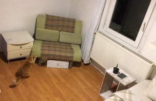Rumeli Hisari Bed & Breakfast | Cat house