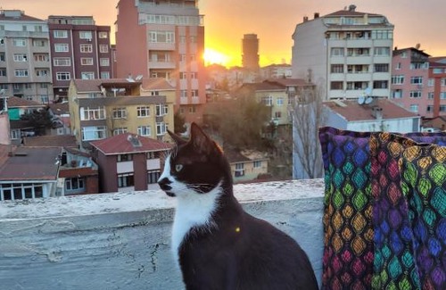 Rumeli Hisari Bed & Breakfast | Cat house