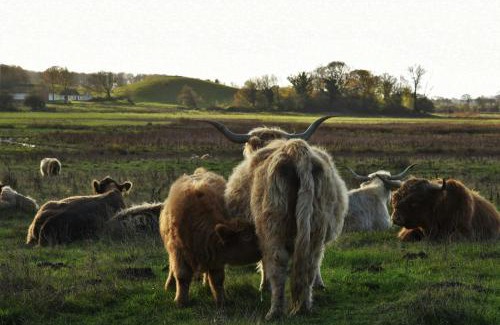 Langeland Municipality House | Cattle And Wild Horses At Påøgård Skovsgaard
