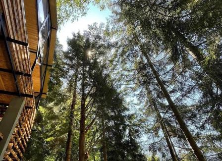 Adjara Ski Chalet | Chalet Nune