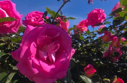 La Londe-les-Maures Bed & Breakfast | Chambre d'hôtes dans Villa Diane