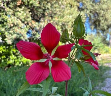 Draguignan Bed & Breakfast | Chambre de charme au sabluline
