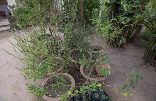 Sout Nikom House | Chansor Homestay 5 By Siem Reap Homesteading