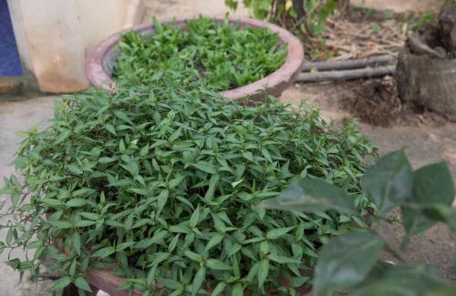 Sout Nikom House | Chansor Homestay 10 By Siem Reap Homesteading