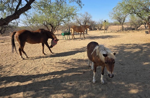 Amado House | Charming bungalow in fabulous Amado with AC . Located between Tubac and Tucson
