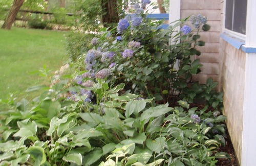 Wellfleet Cottage | Charming & cozy Wellfleet cottage on quiet road 3/4 mile to beach.