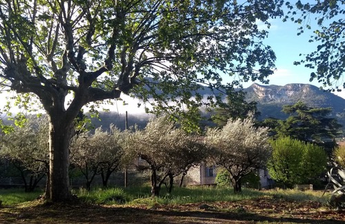 Nyons House | Charming house in downtown Nyons with olive grove and linden trees