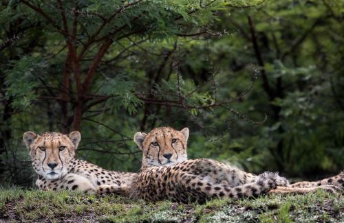 Ladysmith Cabin | Cheetah Ridge Lodge