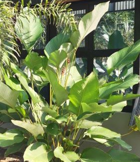 Kunnamangalam Resort | Cherry Blossoms Chalet