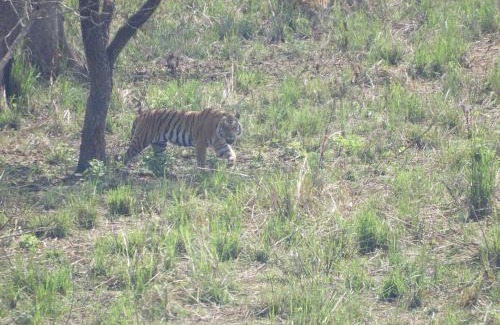 Meghauli Hotel | Chital lodge
