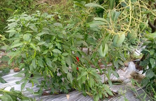 Gandaki Zone House | Chundi Multipurpose Farm and Agritourism