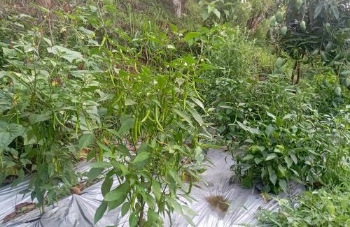 Gandaki Zone House | Chundi Multipurpose Farm and Agritourism