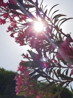 Cesme Hotel | Ciftlik Hotel