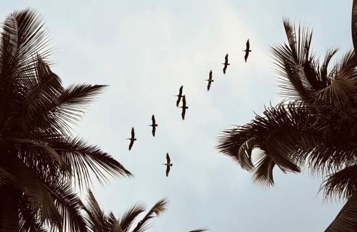 Palomino Hotel | Cocobeach Palomino