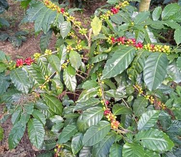 Vastare House | Coffee Blossom Homestay