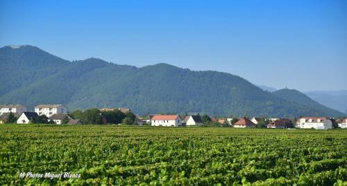 Ingersheim House | COLMARandCo au coeur des vignes